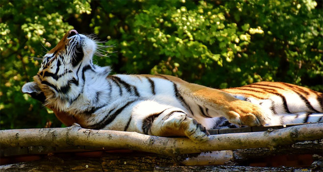 Тигры фото животных, самые необычные и удивительные картинки 25