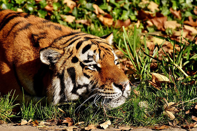 Тигры фото животных, самые необычные и удивительные картинки 28