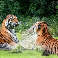 Тигры фото животных, самые необычные и удивительные картинки 29