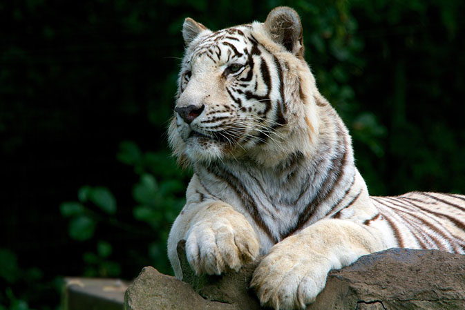 Тигры фото животных, самые необычные и удивительные картинки 31