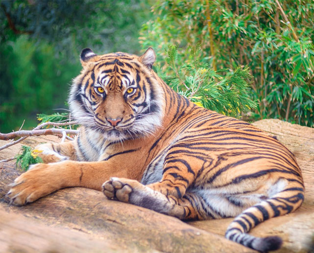 Тигры фото животных, самые необычные и удивительные картинки 32
