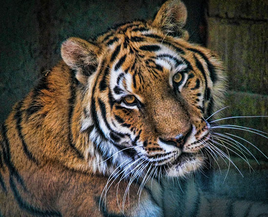 Тигры фото животных, самые необычные и удивительные картинки 9