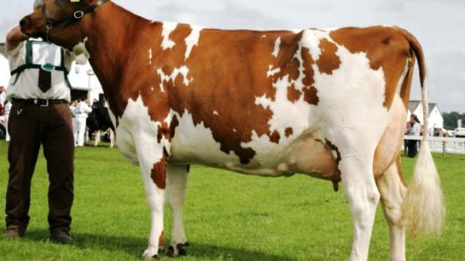 У какой породы коров самое жирное молоко - список самых лучших 2