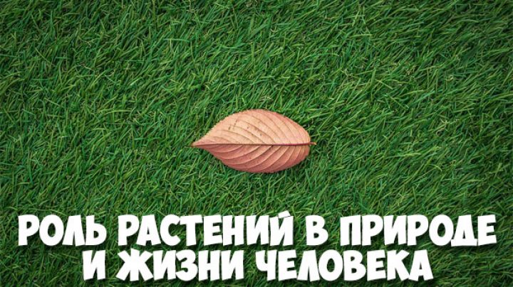 Растения в природе в жизни человека. Роль растений в природе и жизни человека. Поль растений в природе и жизни человека. Роль растений в жизни человека. Польза растений в природе.