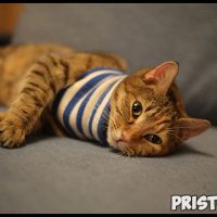 Глисты у котят - симптомы и лечение, основные признаки, причины 1