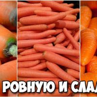 Как вырастить ровную и сладкую морковь - основные советы и способы 1