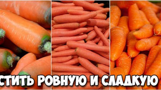 Как вырастить ровную и сладкую морковь - основные советы и способы 1