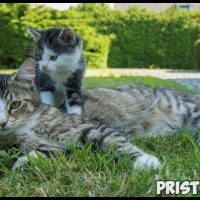 Как подружить взрослого кота с котенком - главные рекомендации 1