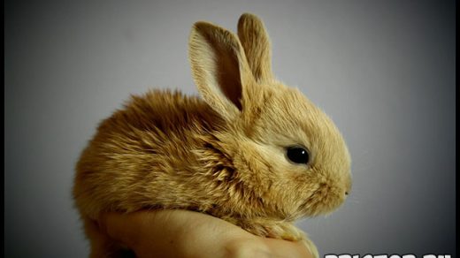 Как ухаживать за кроликом в домашних условиях - основные секреты 1