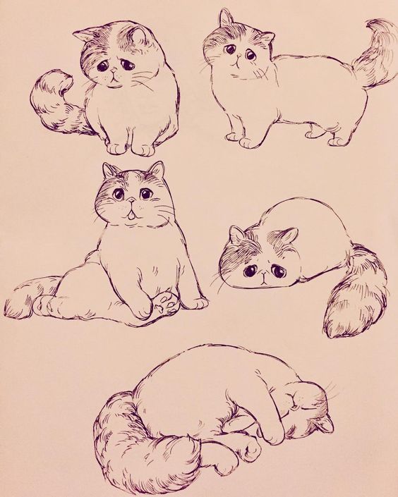 Картинки кошек и котят для срисовки - очень красивые и прикольные 10