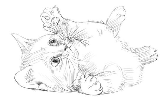 Картинки кошек и котят для срисовки - очень красивые и прикольные 4