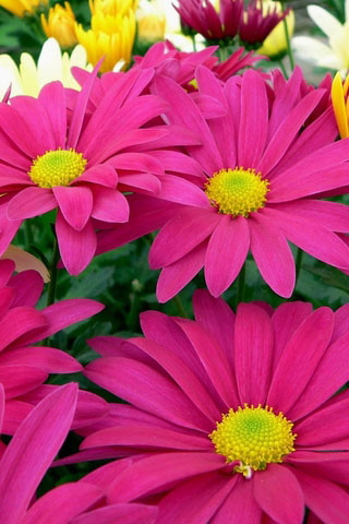 Картинки на телефон букеты и цветы - самые красивые и удивительные 3