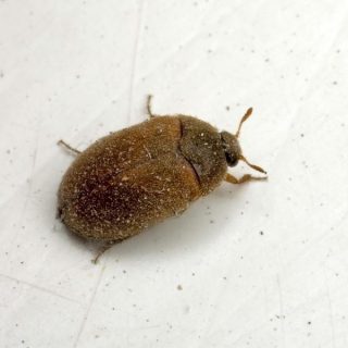 Маленькие черные или коричневые жуки в квартире - как избавиться 1