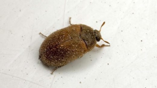 Маленькие черные или коричневые жуки в квартире - как избавиться 1