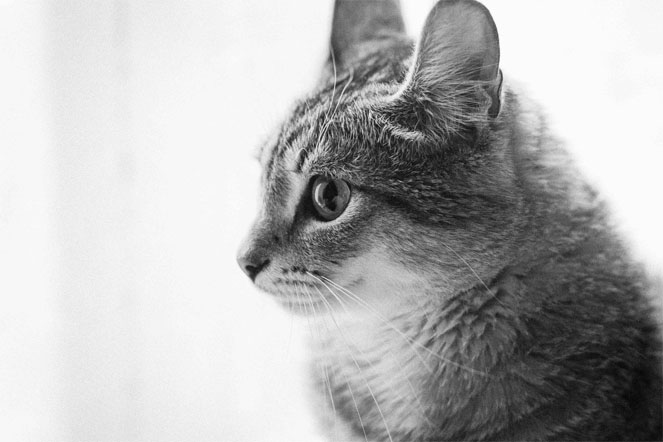 Милые картинки с котиками - самые удивительные и приятные 13
