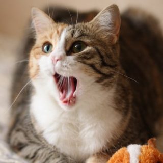 Милые картинки с котиками - самые удивительные и приятные 15
