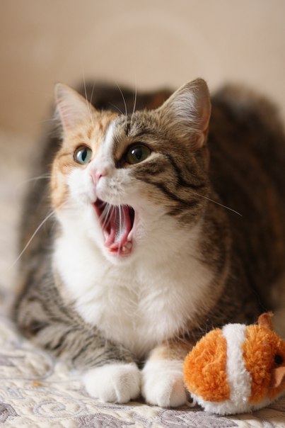 Милые картинки с котиками - самые удивительные и приятные 15