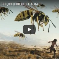 Насекомые, которые жили на Земле 300 000 000 лет назад - видео