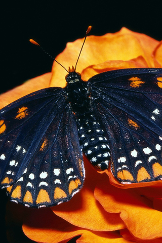 Прикольные и красивые картинки на телефон бабочки - подборка 11