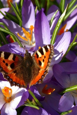 Прикольные и красивые картинки на телефон бабочки - подборка 12