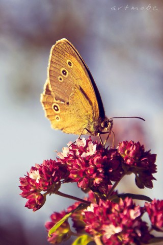 Прикольные и красивые картинки на телефон бабочки - подборка 13