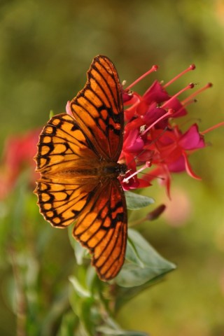 Прикольные и красивые картинки на телефон бабочки - подборка 14