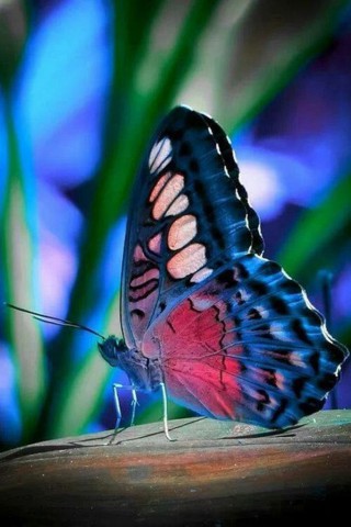 Прикольные и красивые картинки на телефон бабочки - подборка 3
