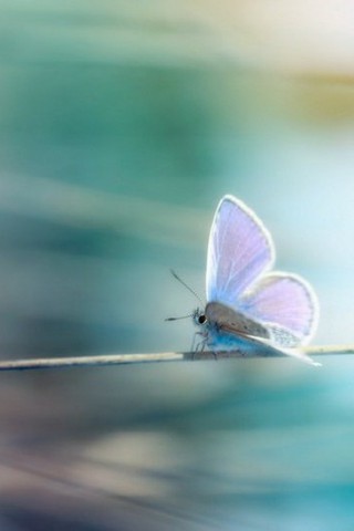 Прикольные и красивые картинки на телефон бабочки - подборка 4