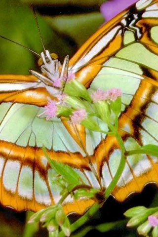 Прикольные и красивые картинки на телефон бабочки - подборка 5
