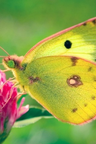 Прикольные и красивые картинки на телефон бабочки - подборка 6