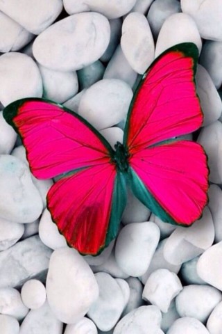 Прикольные и красивые картинки на телефон бабочки - подборка 7