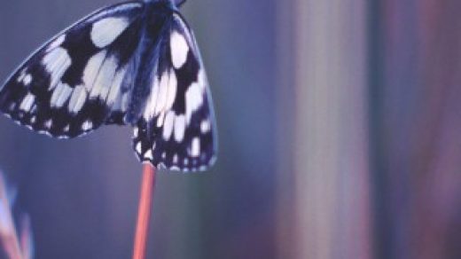 Прикольные и красивые картинки на телефон бабочки - подборка 8