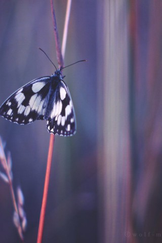 Прикольные и красивые картинки на телефон бабочки - подборка 8