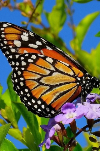 Прикольные и красивые картинки на телефон бабочки - подборка 9