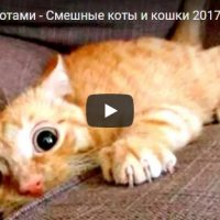 Смешные и ржачные видео приколы про котов и кошек 2018 - подборка №94