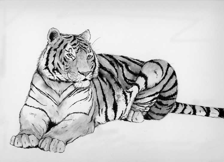 Картинки тигра для срисовки карандашом - красивые и прикольные 15