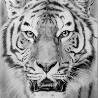 Картинки тигра для срисовки карандашом - красивые и прикольные 8