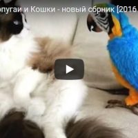 Смешные видео про попугаев до слез - лучшая подборка приколов
