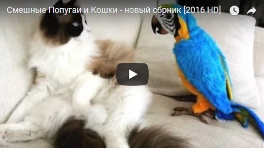 Смешные видео про попугаев до слез - лучшая подборка приколов