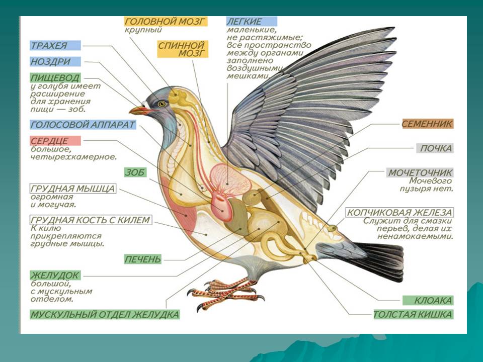 Основные приспособления птиц к полету - признаки и среда обитания 1