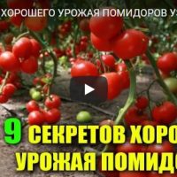 9 секретов отличного урожая помидоров, которые нужно знать - видео