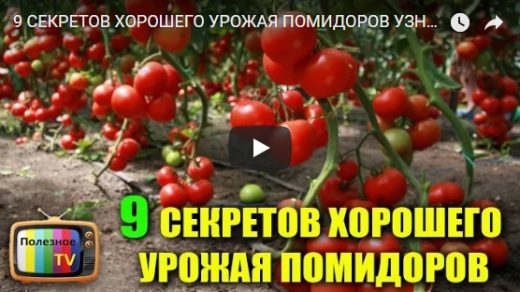 9 секретов отличного урожая помидоров, которые нужно знать - видео