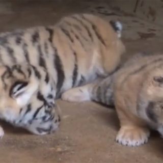 В китайском зоопарке показали новорожденных тигрят - новости 1