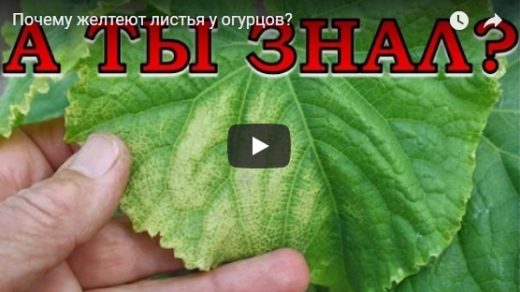 Видео, в котором рассказывается почему желтеют листья у огурцов