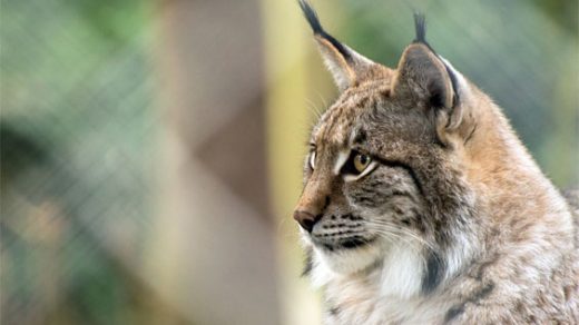 Кошка выкормила детеныша рыси в Уссурийском зоопарке - новости 1