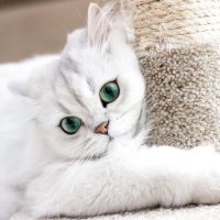 Красивые и прикольные фото кошек - лучшая подборка 18