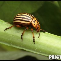 Народные и безопасные методы борьбы с колорадским жуком 1