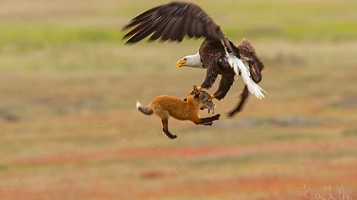 Орел отобрал кролика, которого до этого поймала лисица - новости 3