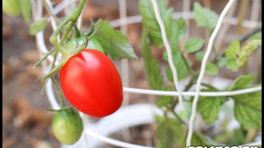 Основные принципы высадки помидора в открытый грунт - самые важные 2