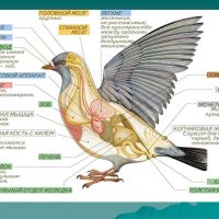 Основные приспособления птиц к полету - признаки и среда обитания 1